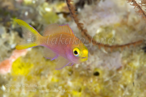 Anthias 30tc Yellowtail juv 5240