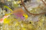 Anthias 30tc Yellowtail juv 5240