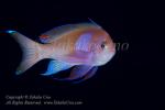 Anthias 33t Square-spot male 5254