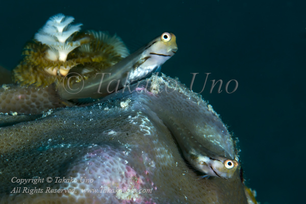 Blenny 01tc 4806