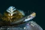 Blenny 02tc & Christmas Tree Worm 4808