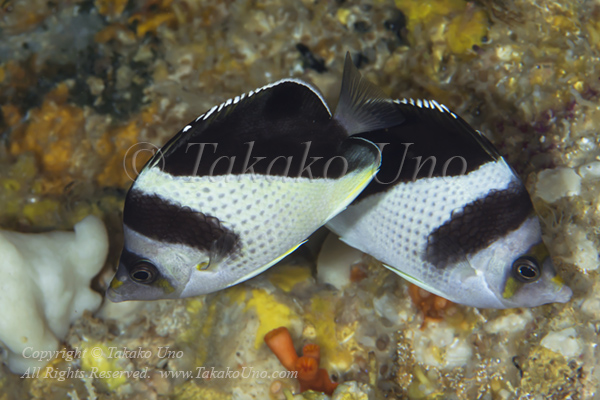 Butterflyfish 01tc Burgess' 6984