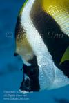 Butterflyfish 06tc Bannerfish 6867