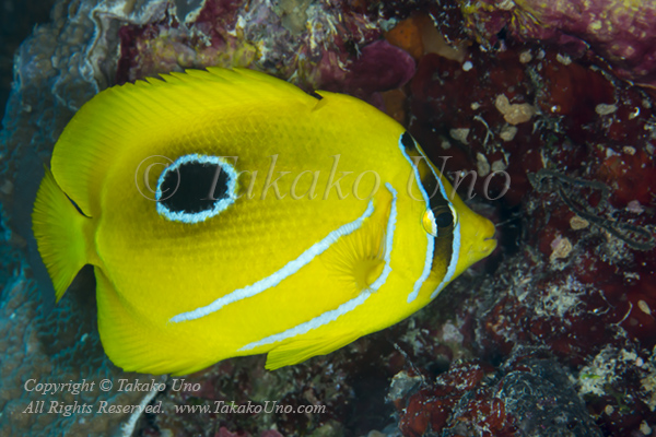 Butterflyfish 09tc Bennett's 7387