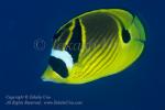 Butterflyfish 11tc Raccoon 7292