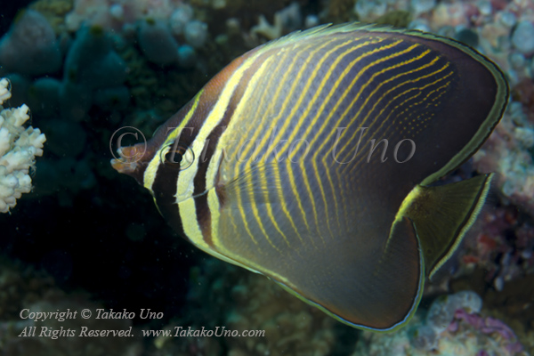 Butterflyfish 12tc Triangular 4823