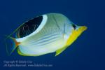 Butterflyfish 13tc Saddleback 7298