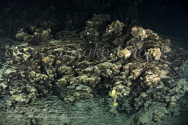 Chandelier Cave 10t 4166