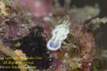 Glossodoris pallida or Noumea sp Nudi 28tc 0946