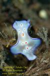 Ceratosoma sp or trilobatum juvenile Nudi 14tc 7919