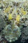 Crocodile Fish 02t 7203