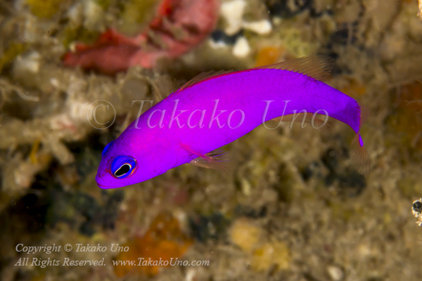 Dottyback 02tc 6105