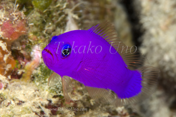 Dottyback 03tc 5270