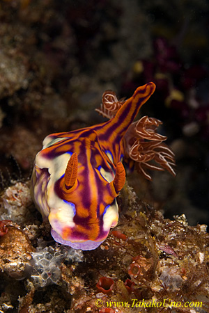 Ceratosoma magnificum 0129 km