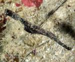 Ghostpipefish 01tc Robust 4704