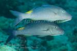 Goatfish 01tc 5012