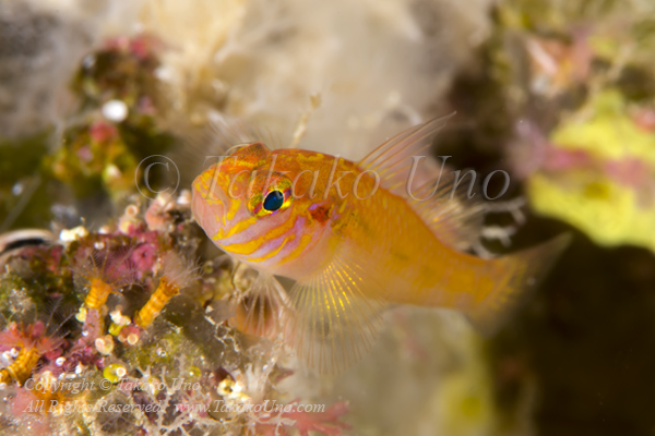 Beautiful Pygmygoby 4738