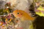 Beautiful Pygmygoby 4738