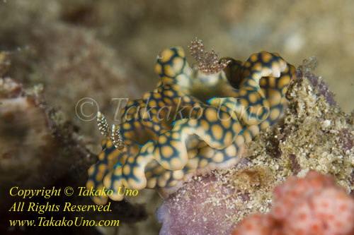 Ceratosoma sinatum Nudi 16tc rare 0600