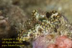 Ceratosoma sinatum Nudi 16tc rare 0600