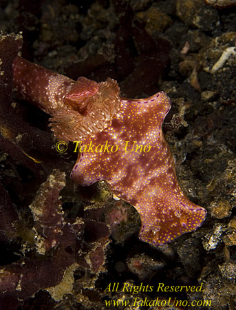 Ceratosoma trilobatum 14tc ls