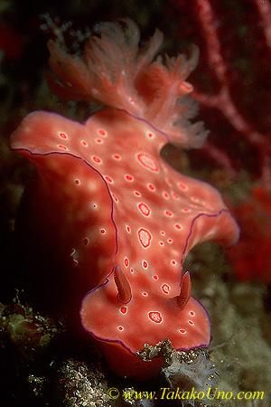 Unidentified Ceratosoma 02 80mm