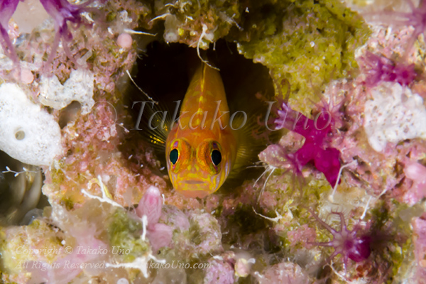 Yellow pygmygoby 6166