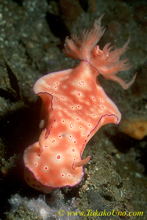 Unidentified Ceratosoma 01 100mm