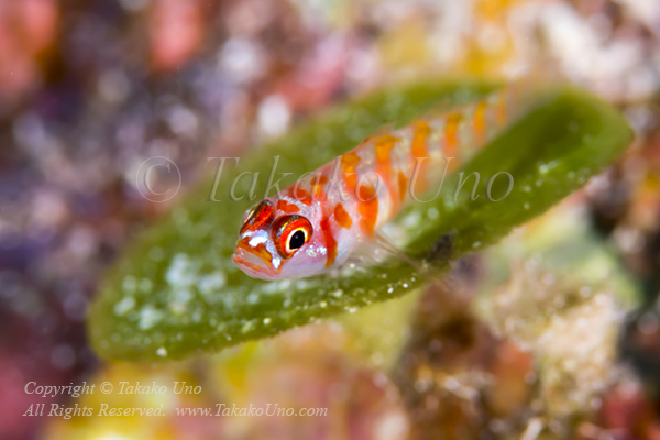 Goby 24tc Candycane dwarf 6196