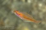 Goby 28tc Yellow cave オヨギベニハゼ 5284