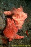 Unidentified Ceratosoma 03 mating 100mm