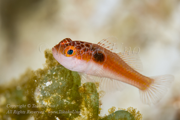 Goby 30tc Side-spot dwarf or Bullseye pygmy 5299