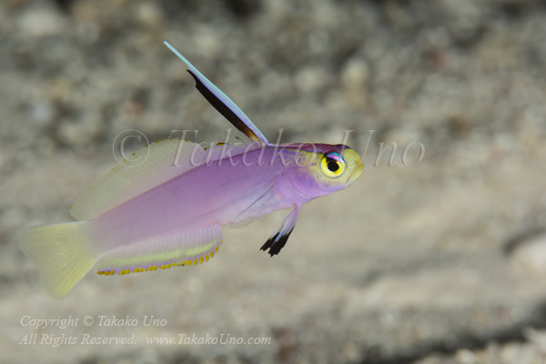 Goby 36tc Helfrich Dartfish 6246