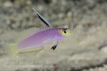 Goby 36tc Helfrich Dartfish 6246