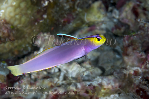 Goby 37tc Helfrich Dartfish 4758