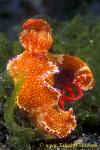 Ceratosoma trilobatum or tenue or sp. 01 laying eggs 50mm Ls