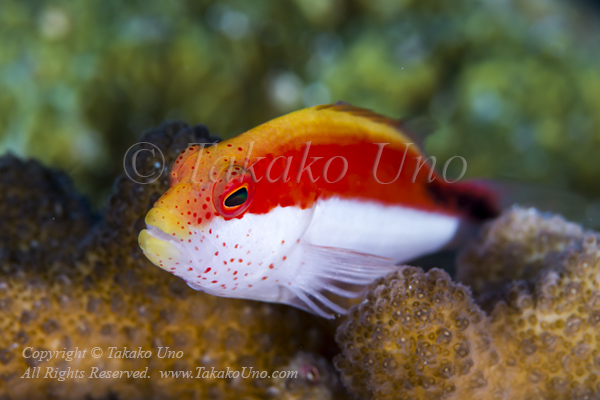 Hawkfish 01tc Freckled 5867