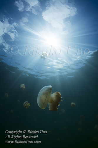 Jellyfish 08t 6514