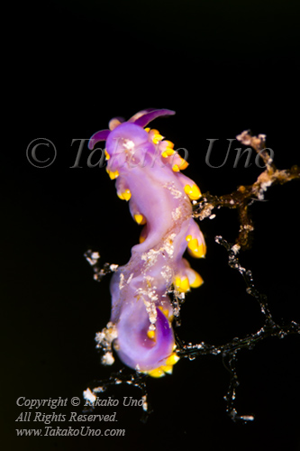 Nudi 01tc Trinchesia sibogae 5712