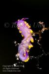 Nudi 01tc Trinchesia sibogae 5712