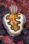 Nudi 01tc Chromodoris coi 7161