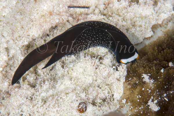 Nudi 02tc Swallow-tail, Chelidonura inornata 5924