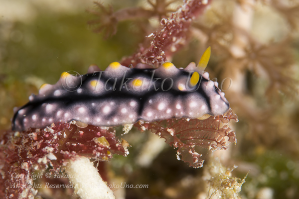 Nudi 02tc Phyllidia elegans 7193