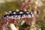 Nudi 02tc Phyllidia elegans 7193
