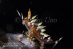 Nudi 02tc Flabellina exoptata 4621