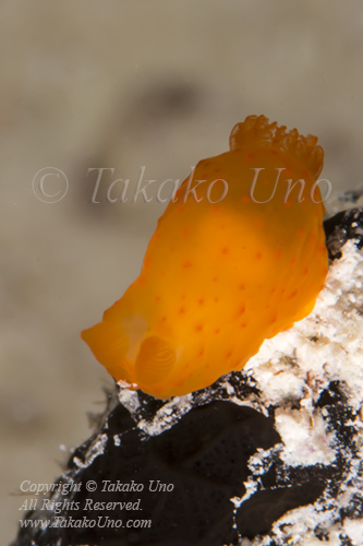 Nudi 05tc Gymnodoris citrina 6003