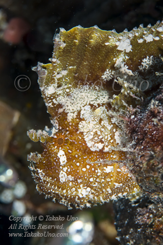 Scorpionfish 01tc Leaf Scorpionfish 7052