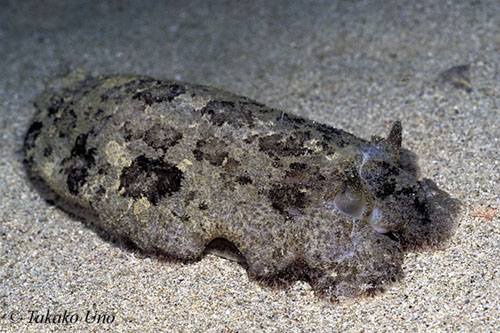 Unidentified Armina? Cuttle Nudibranch 02hk