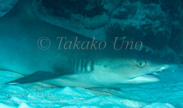 Shark 04tc White-tip Reef 5944