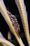 Shrimp 03tc Crinoid Shrimp of 6152 copy